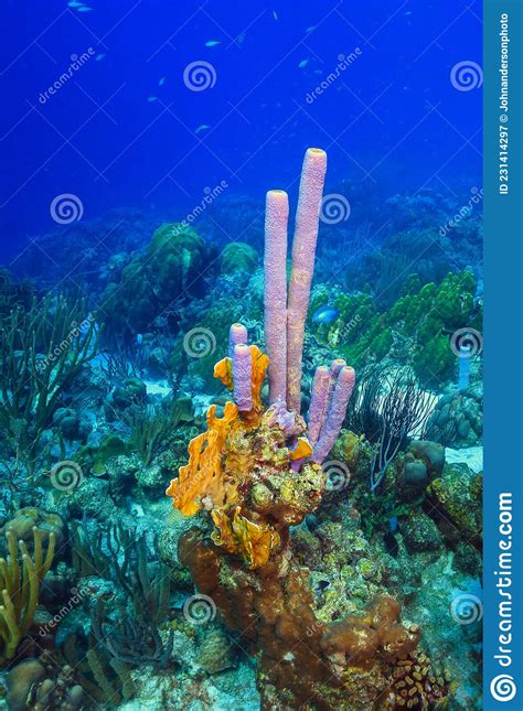 Caribbean Coral Garden Stock Image Image Of Wildlife 231414297