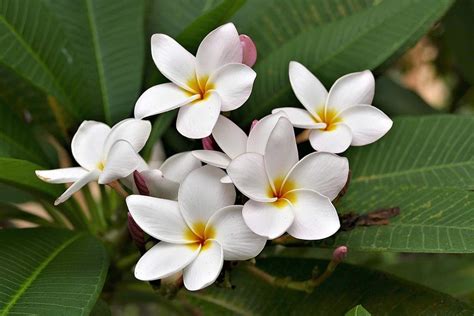 Growing Plumeria From Seed Frangipani Agri Farming