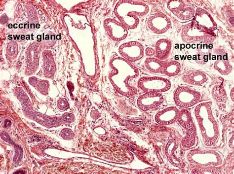 Apocrine Vs Eccrine Sweat Gland