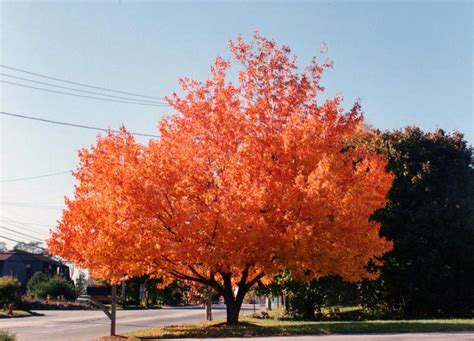 fire tree gardening forums