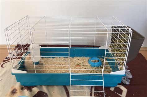 How To Set Up A Rabbit Cage Indoor