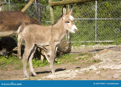 Baby Donkey In The New Forest Hampshire Royalty Free Stock Photography