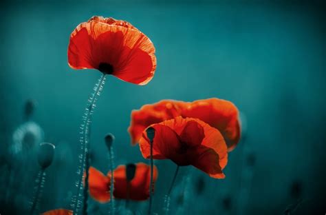 Lest We Forget