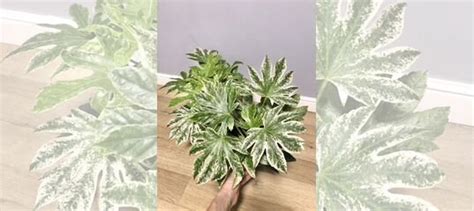 Фатсия Японская Вариегатная купить в Одинцово | Товары для дома и дачи ...