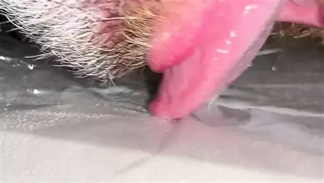 Anal Steve Enjoying His Own Precum And Several Loads Of His Own Delicious Cum Xhamster