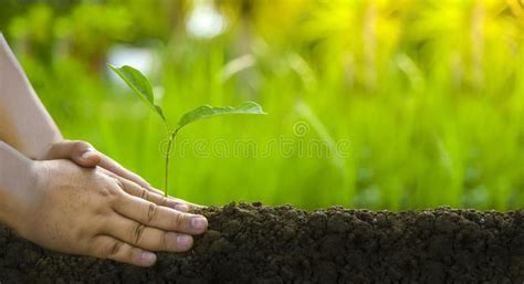 Plantando Rboles Amando El Ambiente Y Protegiendo La Naturaleza Que