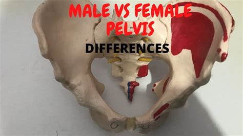 Difference Between Male And Female Bony Pelvis Bony Pelvis Anatomy Youtube