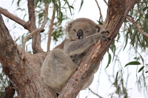 El koala Árbol ABC