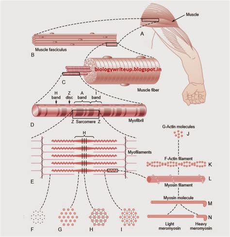 BIOLOGY WRITE UP BIOLOGY ARTICLES BASIC ORGANIZATION OF MUSCLE