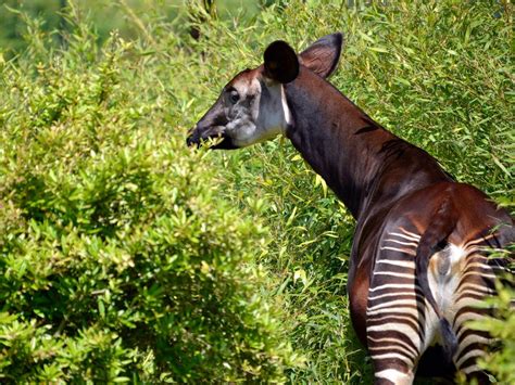 All About The Okapi The Elusive Wonder Of The African Jungle Biome Media