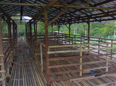 Ide Kandang Kambing Dari Bambu Sederhana Madani Farm Jogja