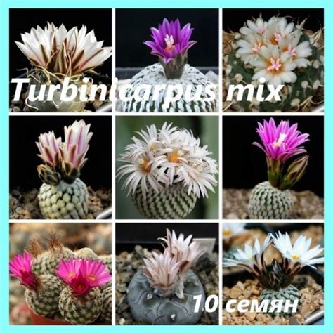 Характеристики Семена кактусов - Turbinicarpus микс - 10 семян ...
