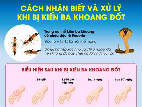 Cách nhận biết và xử lý khi bị kiến ba khoang đốt