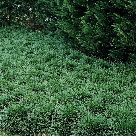 Mondo Grass Nwa Plants Inc