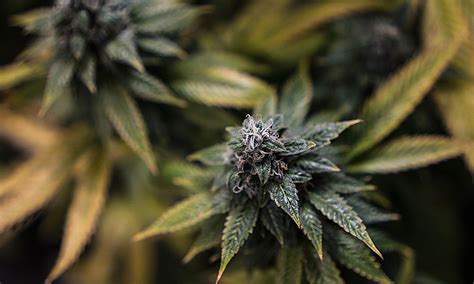 Best Og Strain For Stress Relief Haven