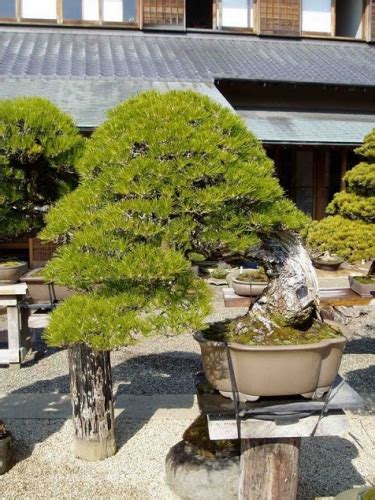 Bonsai iz Japana