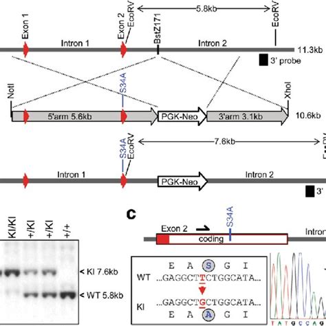 Strategy For Generation Of Decorin KI Mutant Mice A A Targeting