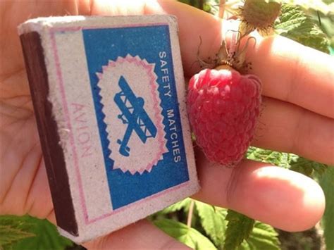 Малина Бирюсинка: описание сорта, фото, отзывы, технология посадки и ухода