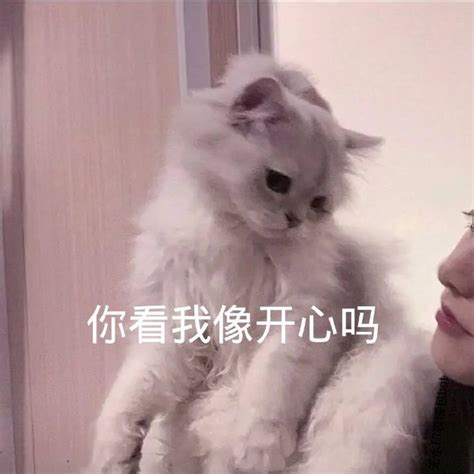 萌宠猫星人你看我像开心吗无奈搞怪呆萌动图动态图表情包下载soo