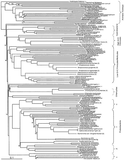 Fitch Margoliash Tree As In Fig But With Preferential Weighting Of