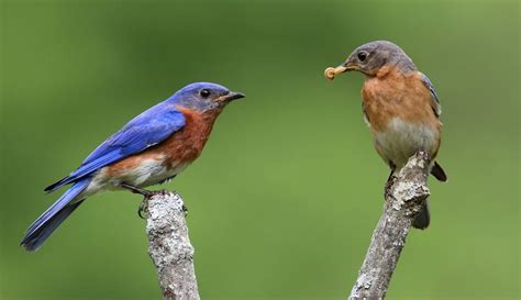 15 Eastern Bluebird Facts You Didn’t Know (2023) | World Birds