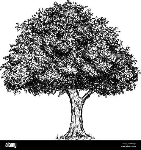 Dibujo A Mano Dibujado Vectorial Ilustración Del árbol Imagen Vector De