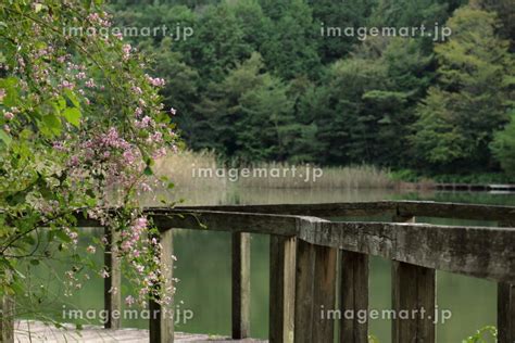 池のほとりの木製の遊歩道と傍らのピンクの花の写真素材 [215276647] イメージマート