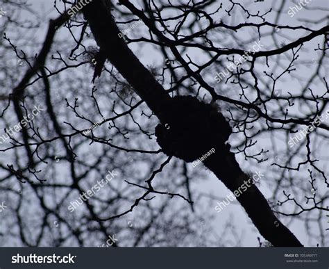 Naked Winter Tree Stock Photo 705349771 Shutterstock