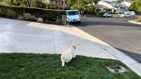 Have You Met The Labrador Retriever Who Patiently Waits To Greet The