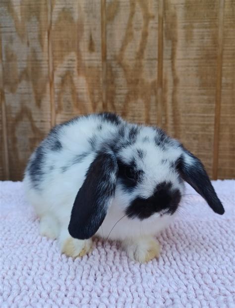 Holland Lop Rabbits For Sale Virginia Beach Va 438057