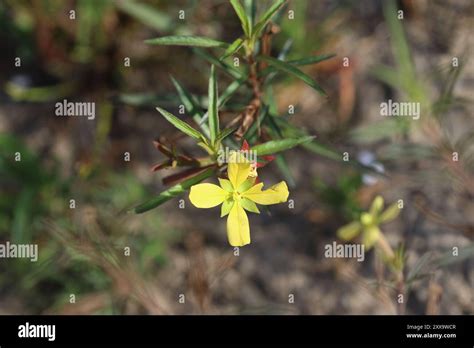 Mexican Primrose Willow Ludwigia Octovalvis Plantae Stock Photo Alamy
