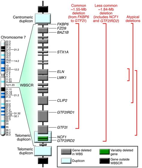 Jci Mechanisms And Treatment Of Cardiovascular Disease In Williams