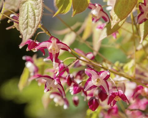 Découvrez tout ce qu’il faut savoir sur l’épimédium avec Draw Me A Garden