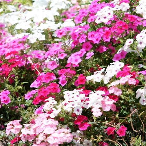 Флокс Сесили Микс