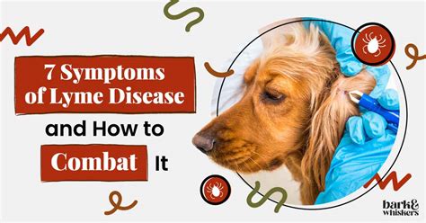 The 7 Symptoms of Lyme Disease: Is Your Dog Infected?