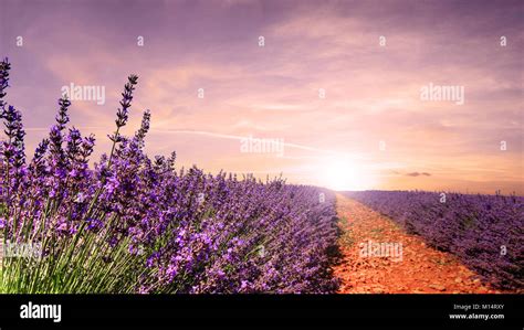 Nice View Of Lavender Fields In Provence France Stock Photo Alamy