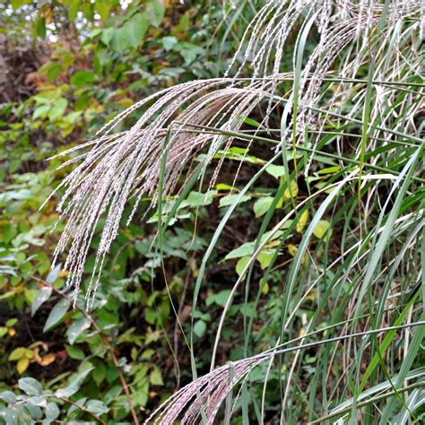 Miscanthus Yaku Jima