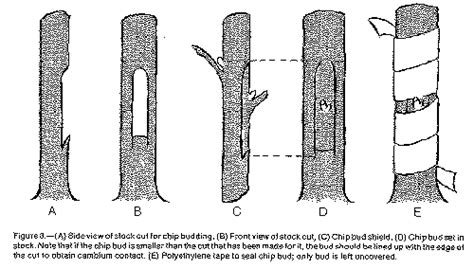 How To Propagate Fruit Trees From Cuttings Fruit Trees