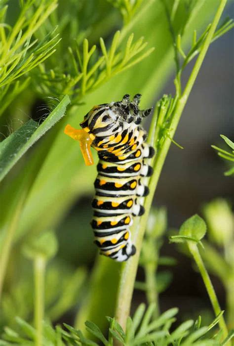 Caterpillar Animal Facts - Lepidoptera - A-Z Animals