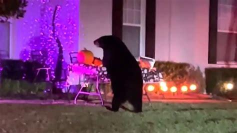 Watch: Florida bear feasts on kids’ Halloween candy | Fox Weather