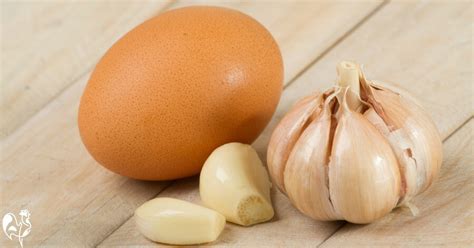 Garlic Benefits For Chickens A Complete Guide To Flock Health