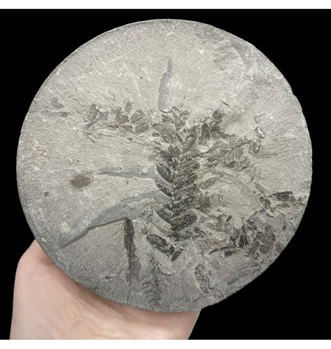 Fossils For Sale | Fossils-UK.com | Rare British Carboniferous Plant ...