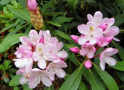 Rhododendron Maximum Rosebay American Great Laurel 150 Etsy Flower Seeds Rhododendron