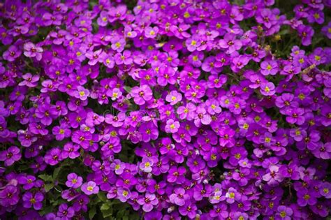 Aubrieta Deltoidea Aubretia Plant Flowering In Spring Stock Image