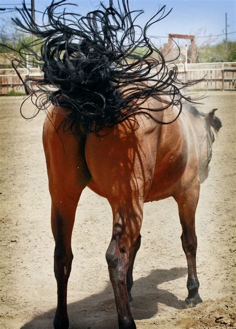 build bum muscle  horses  madeline mair blog