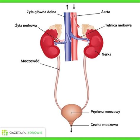 Fiszki Biologia Uk Ad Wydaniczy Quizlet