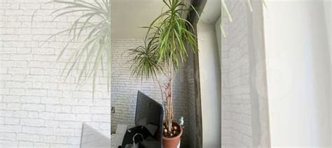 Драцена купить в Саратове | Товары для дома и дачи | Авито