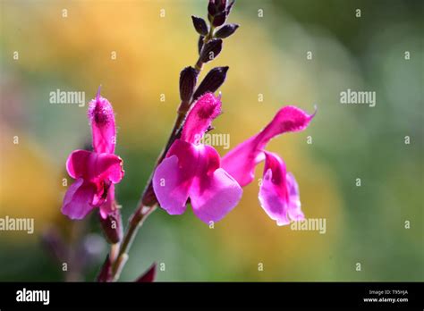 Pink Salvia Hi Res Stock Photography And Images Alamy