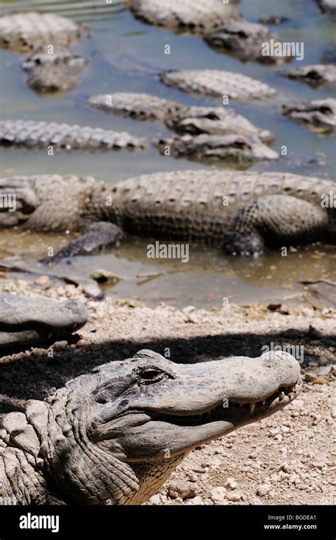 Alligators Everglades Alligator Farm Homestead Miami Florida Usa