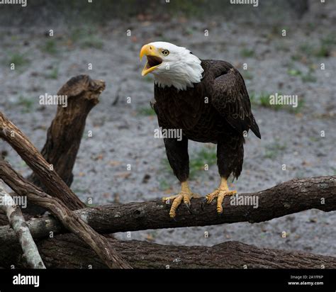 Bald Eagle Talons Close Up Hi Res Stock Photography And Images Alamy